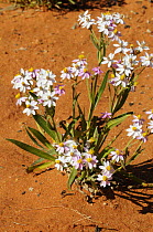 Wildflower flowering after rain in sand desert, Central Australia, Northern Territory, Australia