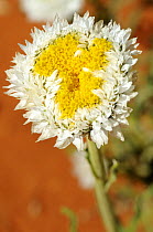 Poached egg daisy (Polycalymma stuartii) flowering on sand desert, Central Australia, Northern Territory, Australia