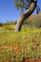 Wildflowers flowering after rain in sand desert, Central Australia, Northern Territory, Australia