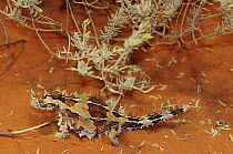 Thorny Devil (Moloch horridus) Central Australia, Australia