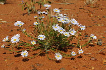 Wildflowers after rain in sand desert, Central Australia, Northern Territory, Australia