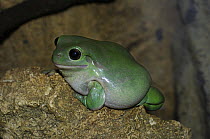 Common green tree frog (Litoria caerulea) Northern Territory, Australia