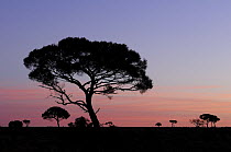 Western myall tree (Acacia papyrocarpa) silhouetted at sunset in the salt arid bush, South Australia