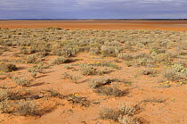 Desert vegetation growing in dry lake, South Australia, Australia