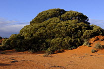 Western Myall tree (Acacia papyrocarpa) growing in salt arid bush, South Australia