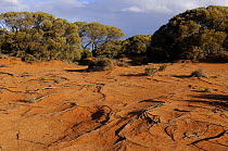 Western Myall tree (Acacia papyrocarpa) growing in salt arid bush, South Australia, Australia