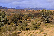 Red River Gum trees (Eucalyptus camaldulensis) growing in desert habitat, Flinders Ranges National Park, South Australia