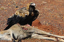 Wedge-tailed eagle (Aquila audax) feeding on Kangaroo prey, Northern Territory, Australia