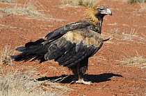 Wedge-tailed eagle (Aquila audax), Northern Territory, Australia