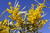 Elegant wattle (Acacia victoriae) flowering, Gammon Ranges, South Australia, Australia