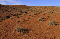 Outback landscape, Central Desert, South Australia, Australia