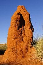 Termite mound in Central Desert, Northern Territory, Australia