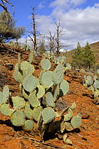 Cactus growing in Flinders Ranges National Park, South Australia, Australia