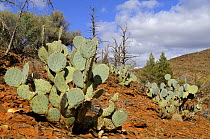 Cactus growing in Flinders Ranges National Park, South Australia, Australia