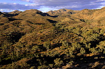 North Flinders Ranges, Flinders Ranges National Park, South Australia, Australia
