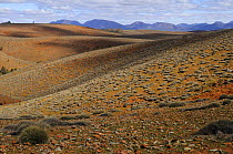 Slopes covered by spinifex grass, Flinders Ranges National Park, South Australia, Australia