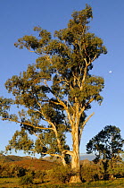 Red River gum tree (Eucalyptus camaldulensis)Flinders Ranges National Park, South Australia, Australia
