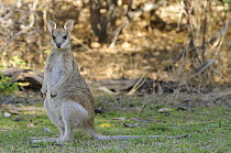 Young Agile wallaby (Macropus agilis), Kakadu National Park, Northern Territory, Australia