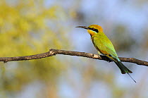 Rainbow / Australian bee-eater (Merops ornatus), Kakadu National Park, Northern Territory, Australia