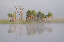 Misty morning along Yellow Water, South Alligator River floodplain, Kakadu National Park, Northern Territory, Australia