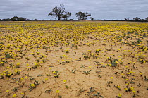 Flowers in desert after rain, New South Wales, Australia