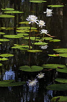 Water lilies {Nymphaceae} on Yellow Water, South Alligator River floodplain, Kakadu National Park, Northern Territory, Australia