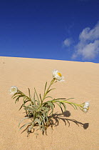 Poached egg daisy (Polycalymma stuartii) plant flowering on sand dune, Mungo National Park, New South Wales, Australia