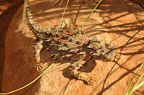 Thorny devil (Moloch horridus), Central Australia, Australia