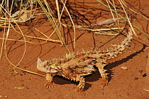 Thorny Devil (Moloch horridus), Central Australia, Australia