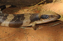 Western blue-tongued lizard (Tiliqua occipitalis), Northern Territory, Australia