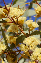 Red Mallee flowers (Eucalyptus eucentrica), Northern Territory, Australia