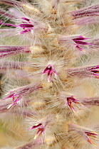 Pink Mulla Mulla flowers (Ptilotus exaltatus), Northern Territory, Australia