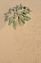 Desert plant and bird footprints on sand, Mungo National Park, New South Wales, Australia