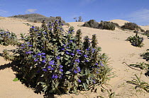 Desert plant flowering after rain, Mungo National Park, New South Wales, Australia