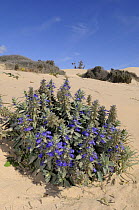Desert plant flowering after rain, Mungo National Park, New South Wales, Australia
