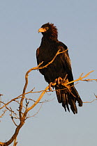 Wedge-tailed eagle (Aquila audax) perched, Northern Territory, Australia