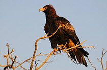 Wedge-tailed eagle (Aquila audax) perched, Northern Territory, Australia