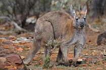 Hill wallaroo (Macropus robustus) male, Flinders Ranges National Park, South Australia, Australia
