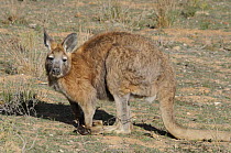 Hill Wallaroo (Macropus robustus) male, Flinders Ranges National Park, South Australia, Australia