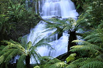 Triplet Falls on Aire River, Great Otway National Park, Victoria, Australia