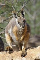 Yellow-footed rock wallaby (Petrogale xanthopus) looking curious, Flinders Ranges National Park, South Australia, Australia