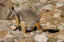 Yellow-footed rock wallaby (Petrogale xanthopus), Flinders Ranges National Park, South Australia, Australia
