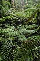 Soft tree-ferns (Balantium antarcticum), Great Otway National Park, Victoria, Australia
