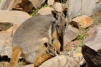 Female Yellow-footed rock wallaby carrying young in pouch (Petrogale xanthopus), Flinders Ranges National Park, South Australia, Australia