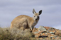 Young Hill wallaroo (Macropus robustus) Flinders Ranges National Park, South Australia, Australia