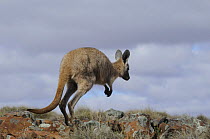 Hill wallaroo (Macropus robustus) jumping, Flinders Ranges National Park, South Australia, Australia