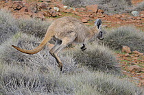 Hill wallaroo (Macropus robustus) jumping, Flinders Ranges National Park, South Australia, Australia