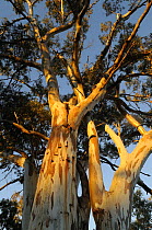 Red River gum tree (Eucalyptus camaldulensis), Flinders Ranges National Park, South Australia, Australia