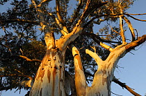 Red River gum tree (Corymbia camaldulensis), Flinders Ranges National Park, South Australia, Australia