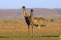 Emu (Dromaius novaehollandiae) pair, Kinchega National Park, New South Wales, Australia